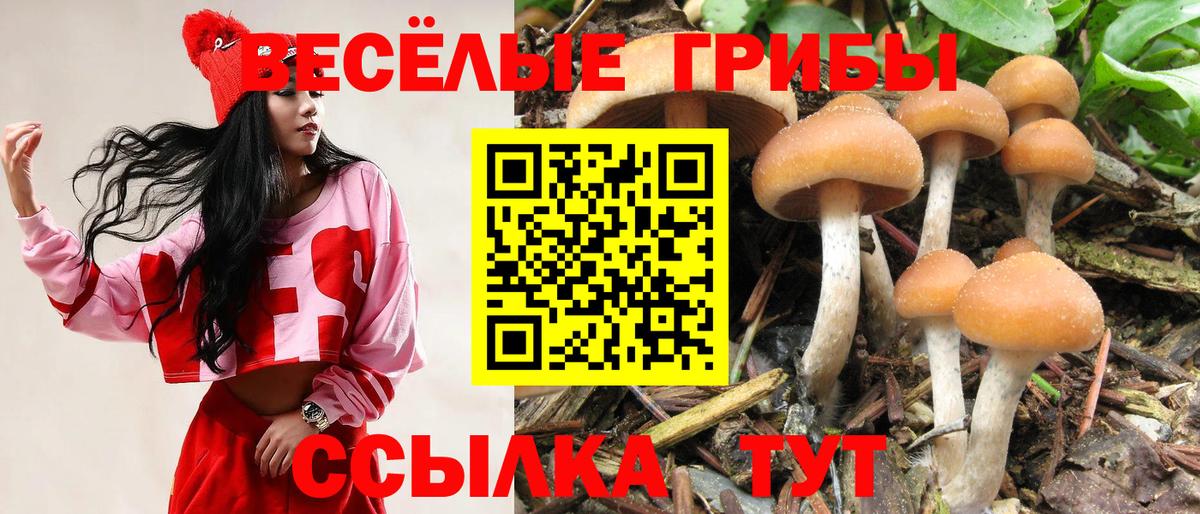 Псилоцибиновые грибы мицелий  Вход с VPN  Ленинск-Кузнецкий 